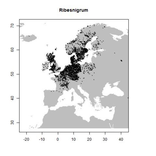 Ribes nigrum L.